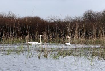 Iconographie - Observation sur le lac de Grand-Lieu avec Alphonse Joyeux, des cygnes