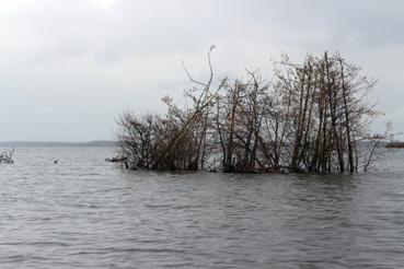 Iconographie - Observation sur le lac de Grand-Lieu avec Alphonse Joyeux