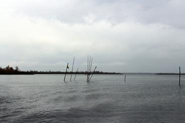 Iconographie - Observation sur le lac de Grand-Lieu avec Alphonse Joyeux sous la pluie