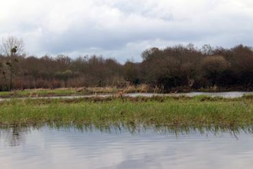 Iconographie - Observation sur le lac de Grand-Lieu avec Alphonse Joyeux, cabane de chasse