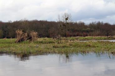 Iconographie - Observation sur le lac de Grand-Lieu avec Alphonse Joyeux, cabane de chasse