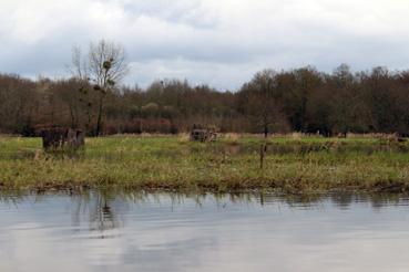 Iconographie - Observation sur le lac de Grand-Lieu avec Alphonse Joyeux, cabane de chasse