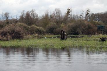 Iconographie - Observation sur le lac de Grand-Lieu avec Alphonse Joyeux