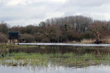 Iconographie - Observation sur le lac de Grand-Lieu avec Alphonse Joyeux, cabane de chasse