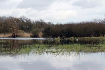 Iconographie - Observation sur le lac de Grand-Lieu avec Alphonse Joyeux