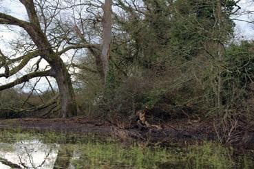 iconographie - Observation sur le lac de Grand-Lieu avec Alphonse Joyeux