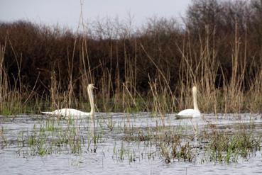 Iconographie - Observation sur le lac de Grand-Lieu avec Alphonse Joyeux, deux cygnes