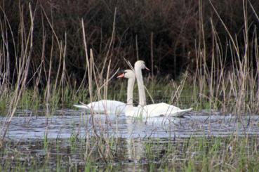 Iconographie - Observation sur le lac de Grand-Lieu avec Alphonse Joyeux, deux cygnes