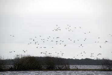 Iconographie - Observation sur le lac de Grand-Lieu avec Alphonse Joyeux, envol d'oiseaux