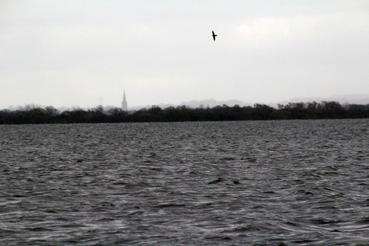 Iconographie - Observation sur le lac de Grand-Lieu avec Alphonse Joyeux