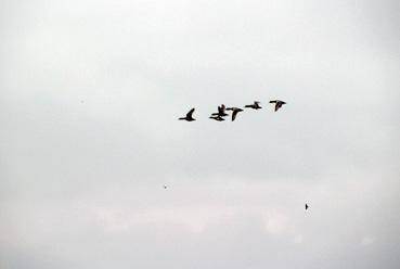 Iconographie - Observation sur le lac de Grand-Lieu avec Alphonse Joyeux, envol d'oiseaux