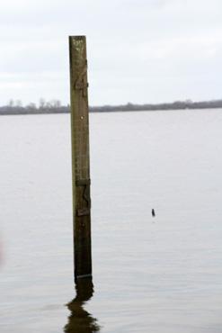 Iconographie - Observation sur le lac de Grand-Lieu avec Alphonse Joyeux, niveau du lac