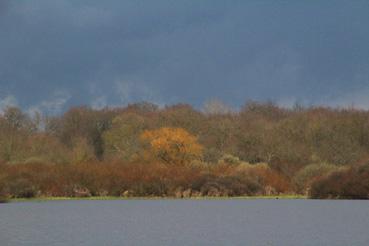 Iconographie - Observation sur le lac de Grand-Lieu avec Alphonse Joyeux