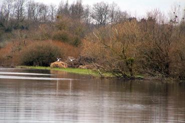 Iconographie - Observation sur le lac de Grand-Lieu avec Alphonse Joyeux