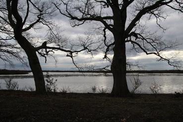 Iconographie - Observation sur le lac de Grand-Lieu avec Alphonse Joyeux