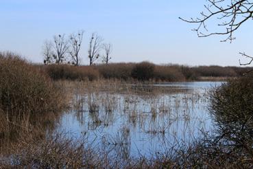 Iconographie - Vue sur le lac de Grand-Lieu en mars