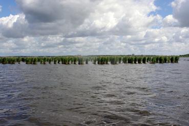 Iconographie - Pêche sur le lac de Grand-Lieu avec Dominique Guillet