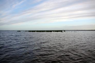 Iconographie - Pêche sur le lac de Grand-Lieu avec Fabrice Batard