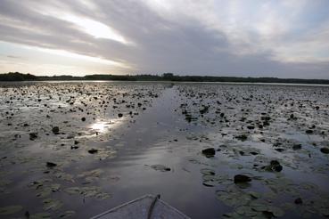 Iconographie - Pêche sur le lac de Grand-Lieu avec Fabrice Batard