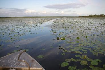 Iconographie - Pêche sur le lac de Grand-Lieu avec Fabrice Batard