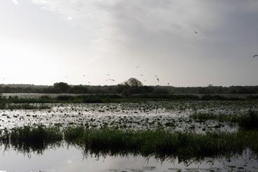 Iconographie - Pêche sur le lac de Grand-Lieu avec Fabrice Batard