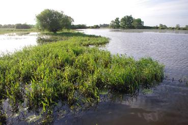 Iconographie - Le lac de Grand-Lieu