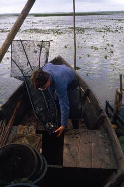 iconographie - Pêche à la bosselle - vidage dans la plate - Dominique Robion