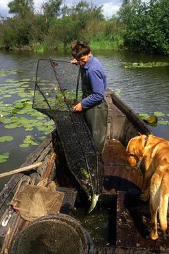 Iconographie - Pêche à la bosselle - vidage dans la plate - Dominique Robion