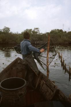 Iconographie - Pêche à la bosselle - pose de la bosselle - Dominique Robion