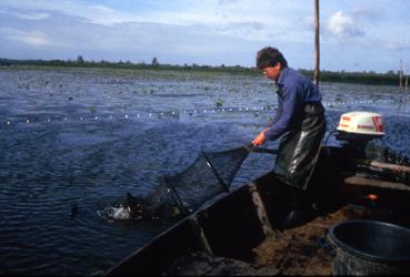 iconographie - Remontée d'un verveux - pêcheur, Dominique Robion