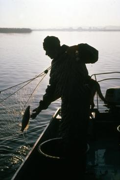 Iconographie - Pêche au filet - pêcheur, Dominique Robion
