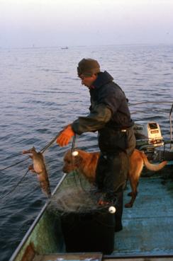 Iconographie - Pêche au filet - pêcheur, Dominique Robion