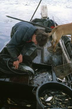 Iconographie - Pêche au verveux  pêcheur Dominique Robion