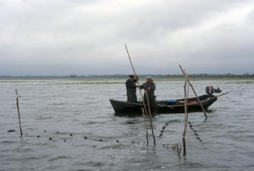 Iconographie - Pêche au verveux par le pêcheur Bernard Richard, dit Tino