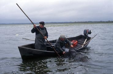 Iconographie - Pêche au verveux par le pêcheur Bernard Richard, dit Tino - perche en main