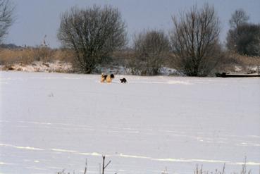 Iconographie - Lac de Grand-Lieu gelé à Passay en février