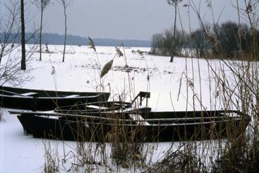 Iconographie - Lac de Grand-Lieu gelé à Passay en janvier