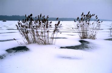 Iconographie - Lac de Grand-Lieu gelé à Passay en janvier