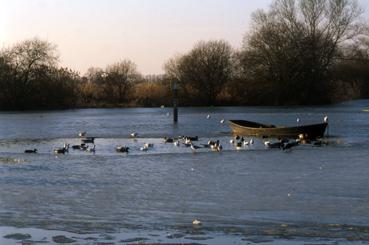 Iconographie - Lac de Grand-Lieu gelé à Passay en janvier