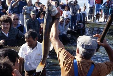 Iconographie - Fête des Pêcheurs en août 1988