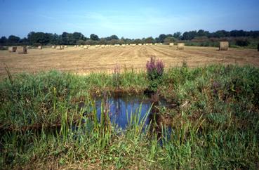 Iconographie - Le marais de Saint-Lumine en août