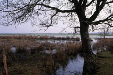 Iconographie - Le marais de Saint-Mars en mai