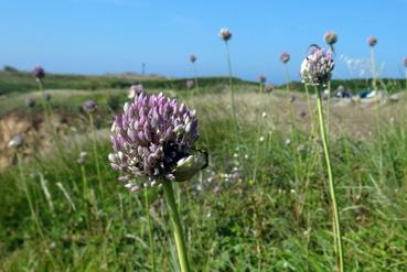 Iconographie - Fleur d'ail à la Pointe du Châtelet