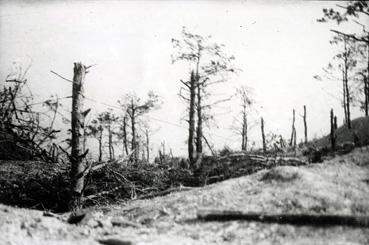 Iconographie - Arbres abimés en Champagne en septembre