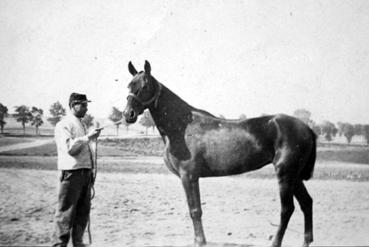 Iconographie - Cheval d'ordonnance de Jean Tesson