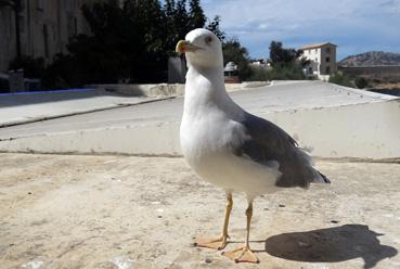 Iconographie - Une mouette