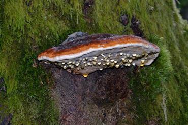 Iconographie - Activité de destruction de champignons par Prophy Végétal