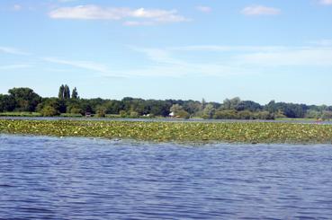 Iconographie - Nénuphares sur le lac de Grand-Lieu