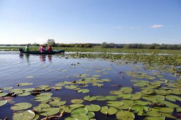 Iconographie - Nénuphares sur le lac de Grand-Lieu