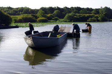 Iconographie - Fête des pêcheurs à Passay - Triage du poisson